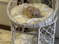 British Longhair Golden Kedimiz