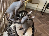 0 tüy canadian sphynx