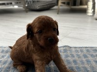Dişi ve erkek toy poodle yavruları