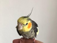 Erkek Sultan Papağanı 2 Yaşında Sağlık Sorunu Yok