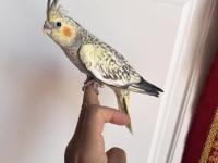 Sultan papağanlar sahiplendirilecekler