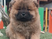 Çin aslanı bebekler