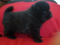 Çin Aslanı Yavrular Gelip Görerek Alabilirsiniz Adrese Teslimat Var