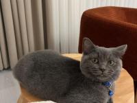 6 Aylık British Shorthair Oğlumuzu Sahiplendiriyoruz