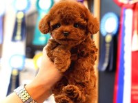 İki Aylık Toy Poodle Yavruları