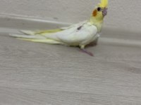 1.5 Aylık Sultan Papağanı Yavruları Ele Alıştırmalık