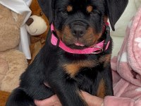 Sağlık Ve Irk Garantili Rottweiler Köpekler