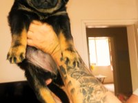 Safkan Dişi Rottweiler Yavrular