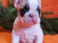 Oyun Arkadaşı French Bulldog Bebeklerimiz