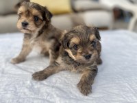 Mini Boy Morkie Prensler
