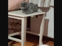 4 Aylık Scottish Fold - Malzemelerle Birlikte