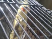 Erkek Sultan Papağanı