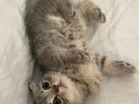 Scottish fold & straight yavrularımız