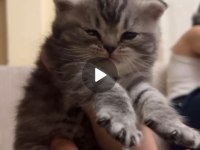 3 Adet Kedimi Sütten Kesildiğinde Anda Vereceğim