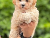 Mikro Maltipoo Bebekler