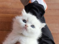 Scottish Straight Yavrum