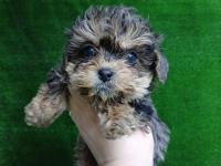 Maltipoo merle tan ırk ve sağlık garantili