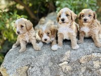 Ruhsatlı İşletmeden F1 Maltipoo Bebekler