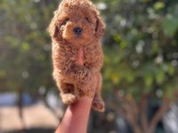 Irk Ve Sağlık Garantili Kore Red Toy Poodle Bebekler