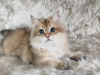 Organik Portakal British Kedimiz