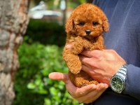Toy poodle yavrular aynı gün gönderim ve kapıda ödeme
