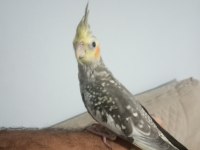 Yavru sultan papağanı 2 aylık