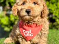 Sevimli Maltipoo Yavrular