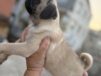 Pug Mops Yavru Köpekler