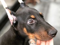 Show Kalite Doberman Köpekler