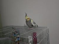 3 Aylık Ele Alışık Sultan Papağanı