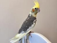 Sultan papağanlar sahiplendirilecektir