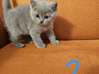12 Mayıs Doğumlu Üst Kalite British Shorthair Yavruları