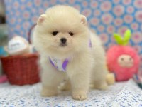 Safkan Pomeranian Boo Irkı Yavrularımız