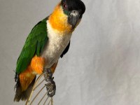 Erkek Kayık Papağanı