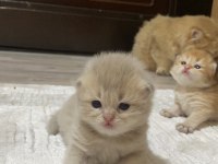 Safkan British Bebeklerim Rezerveye Açık