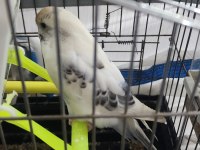 Gökbeyazı Ve Gri Süslemeli Genç Erkek Muhabbet Kuşu