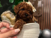 Alerji Yapmayan Tuvalet Eğitimli Toy Poodle