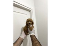 Sevimli Maltipoo Güzel Yüzlü Bebeklerimiz