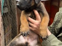 40 Günlük Belçika Kurdu Yavrular