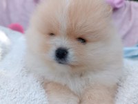 Irk Garantili Ayı Surat Pomeranian Bebekler