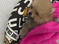 Kendi Üretimim Son 3 Yavru 60 Günlük Pomeranian Boo Bebekler