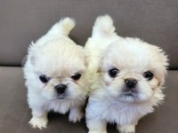 Pekinez yavrularımız