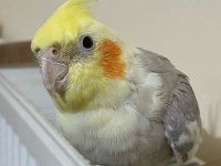 Konuşan ve şarkı söyleyen sultan papağanı