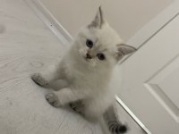 British Scottish Yavrularım