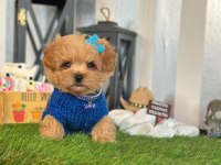 Maltipoo Köpeği Yavrular