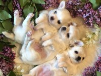 Sevimli Ve Eğitimli Chihuahua Yavru