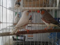 Beş adet zebra ispinozu (hint bülbülü)