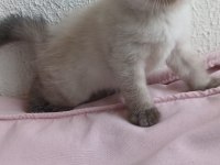 İran Kedisi Miniklerimiz Ailelerini Bekliyor