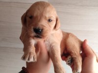 Golden retriever severler için minik kalpler