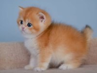 Şampiyon golden british shorthair yavrumuz